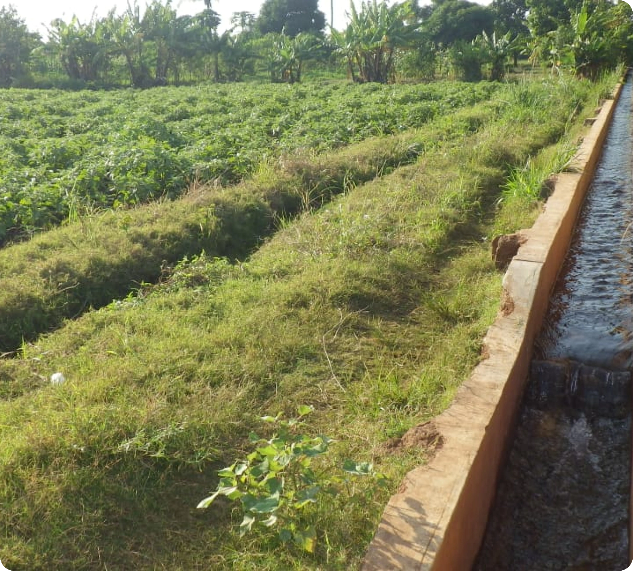 State Department for Irrigation